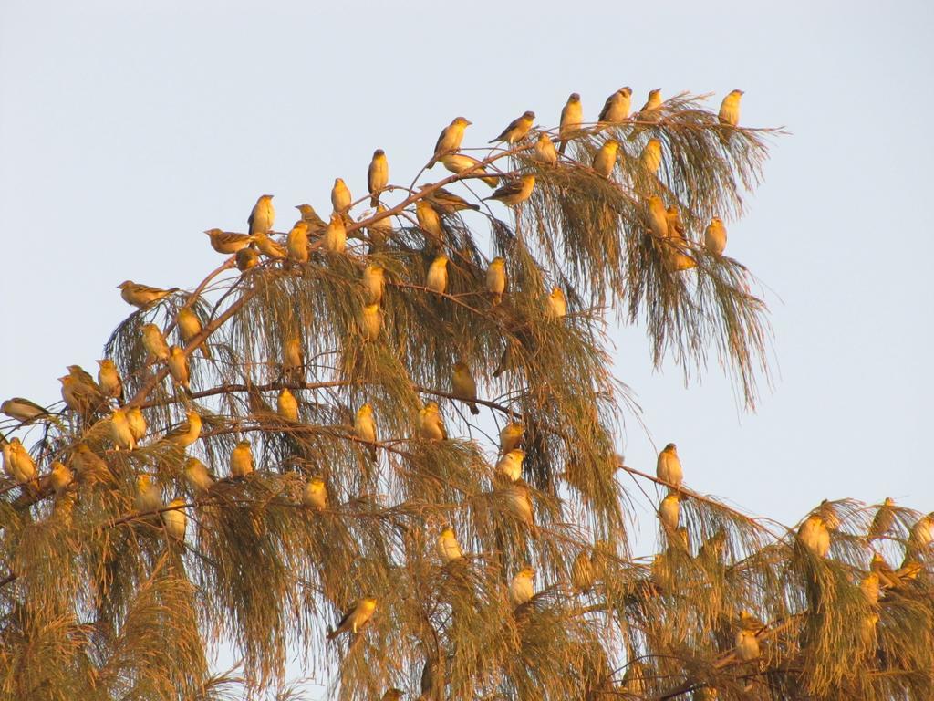 Bazouk Du Saloum Ecolodge Mar Lodj Oda fotoğraf